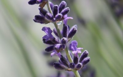 Lavandula angustifolia